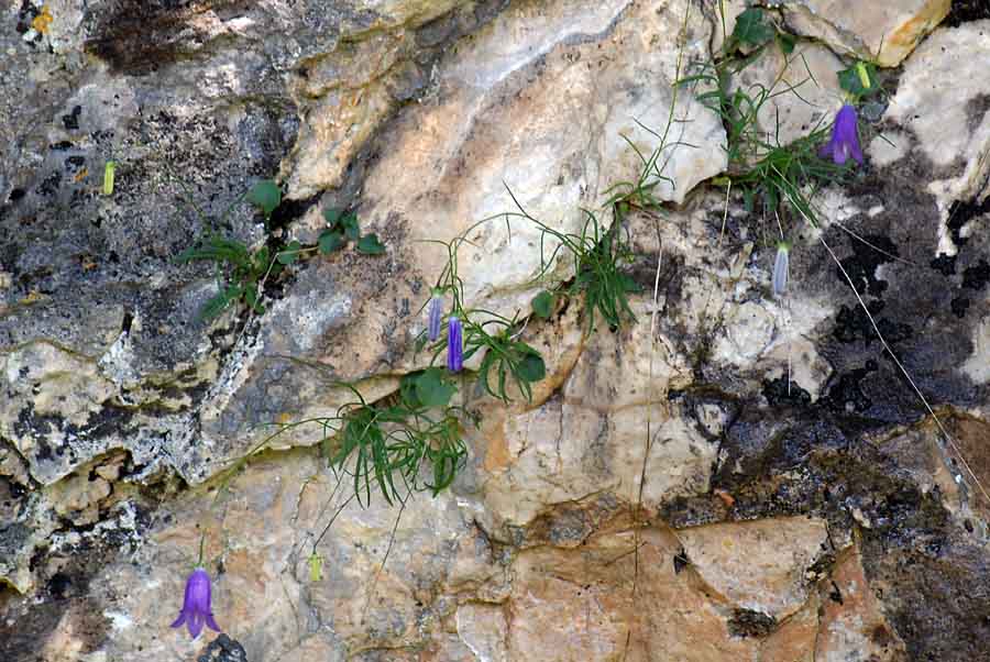 Campanula carnica / Campanula della Carnia